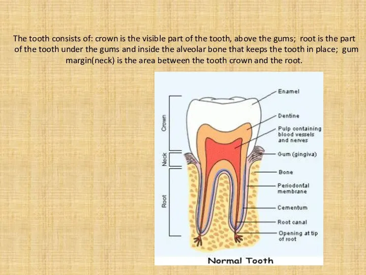 The tooth consists of: crown is the visible part of