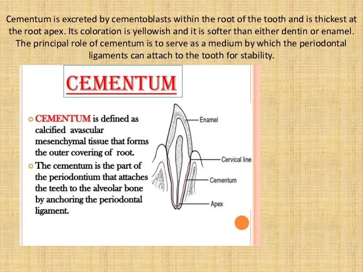 Cementum is excreted by cementoblasts within the root of the