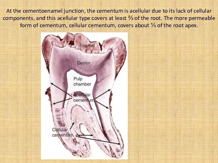 At the cementoenamel junction, the cementum is acellular due to