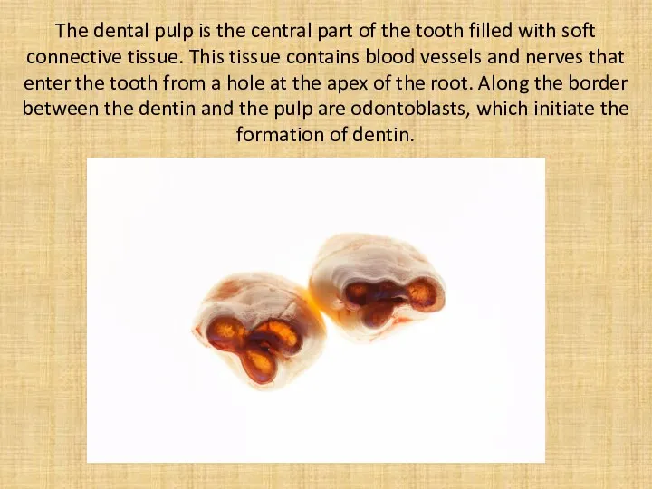 The dental pulp is the central part of the tooth