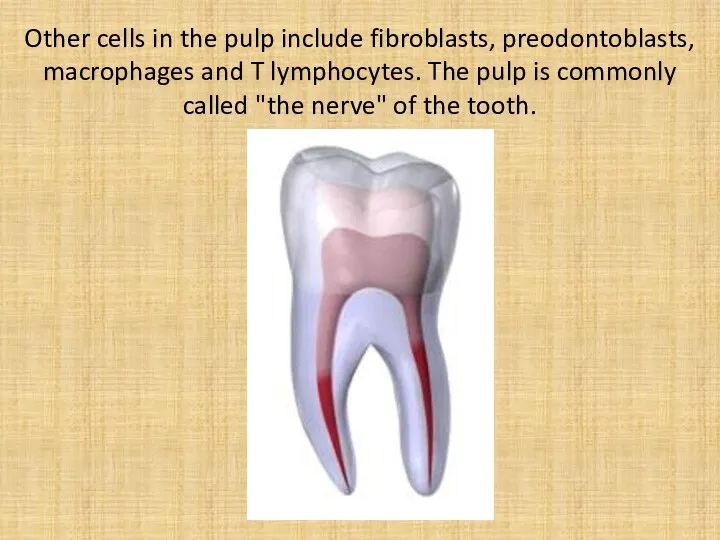 Other cells in the pulp include fibroblasts, preodontoblasts, macrophages and