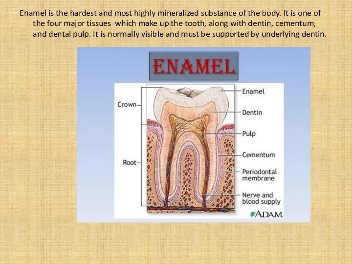 Enamel is the hardest and most highly mineralized substance of