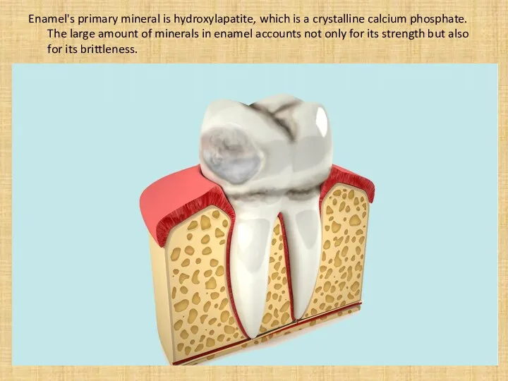 Enamel's primary mineral is hydroxylapatite, which is a crystalline calcium