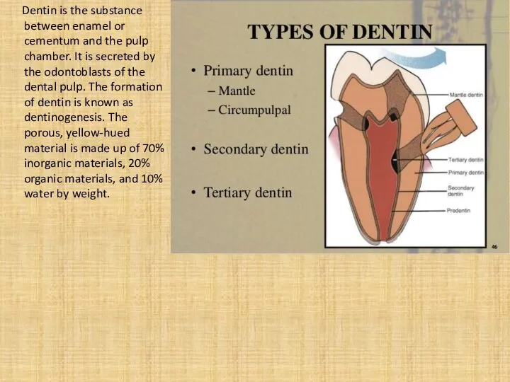 Dentin is the substance between enamel or cementum and the