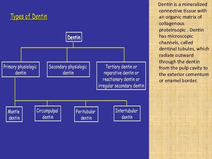 Dentin is a mineralized connective tissue with an organic matrix