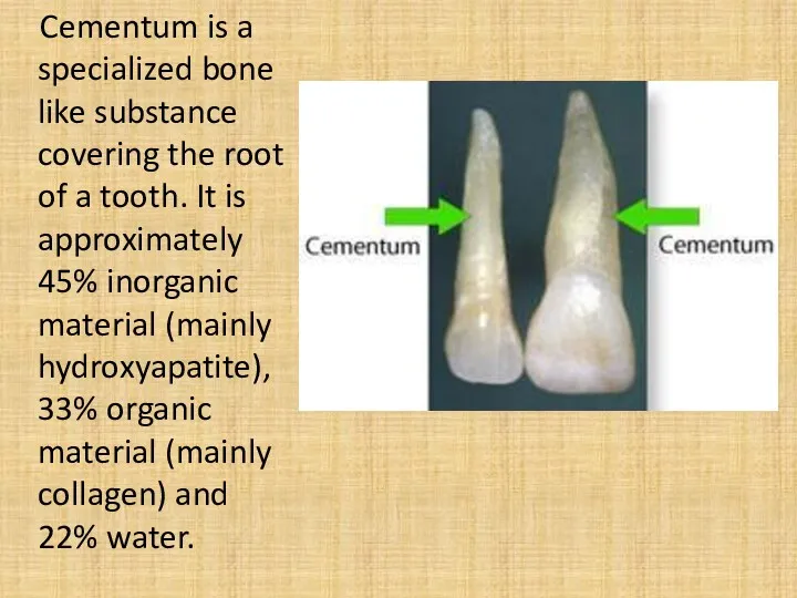 Cementum is a specialized bone like substance covering the root