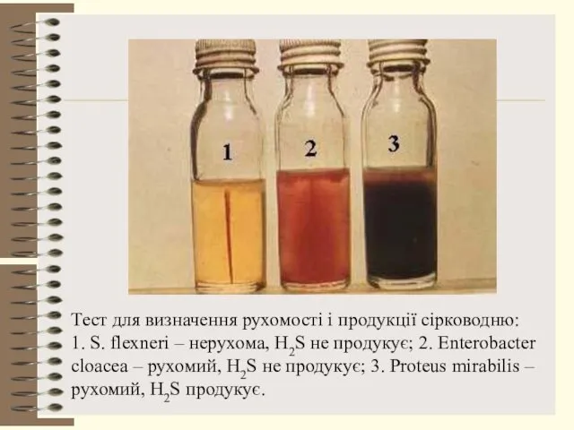 Тест для визначення рухомості і продукції сірководню: 1. S. flexneri