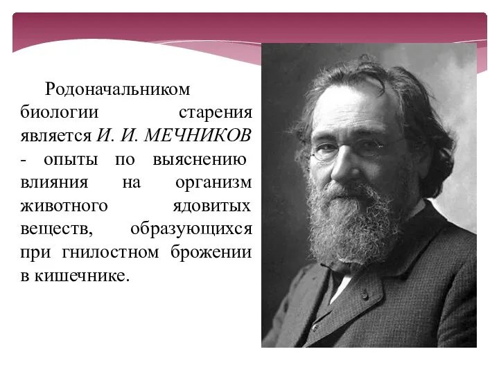 Родоначальником биологии старения является И. И. МЕЧНИКОВ - опыты по