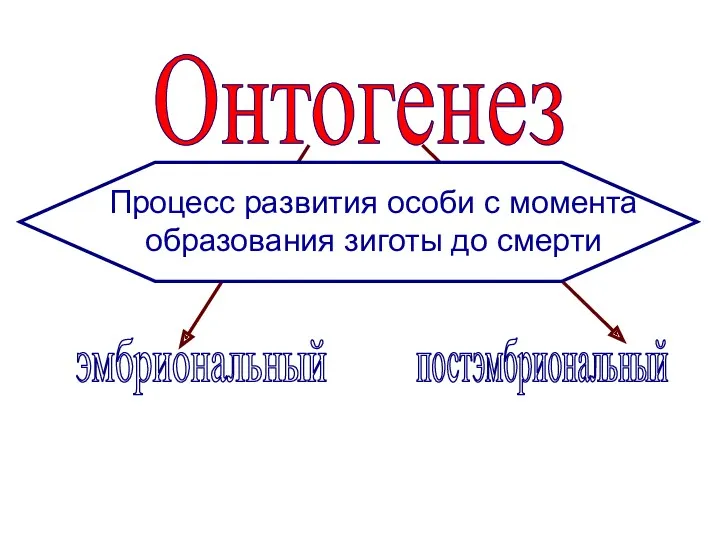 Процесс развития особи с момента образования зиготы до смерти Онтогенез эмбриональный постэмбриональный