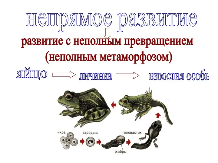 непрямое развитие развитие с неполным превращением (неполным метаморфозом) яйцо личинка взрослая особь