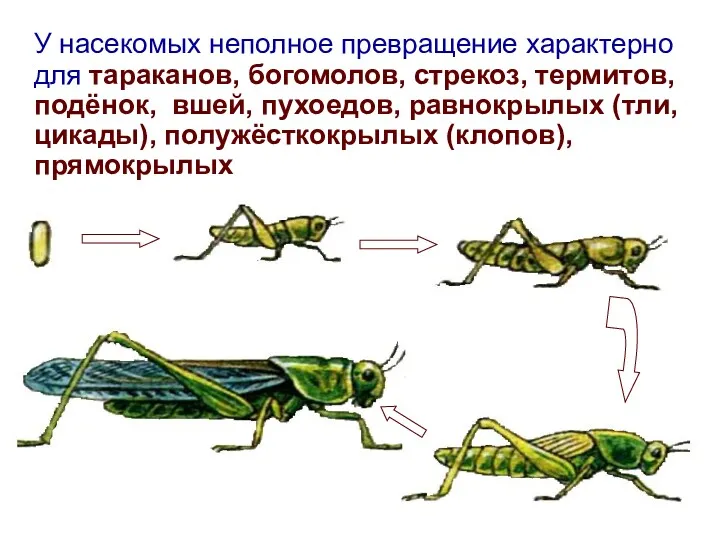 У насекомых неполное превращение характерно для тараканов, богомолов, стрекоз, термитов,