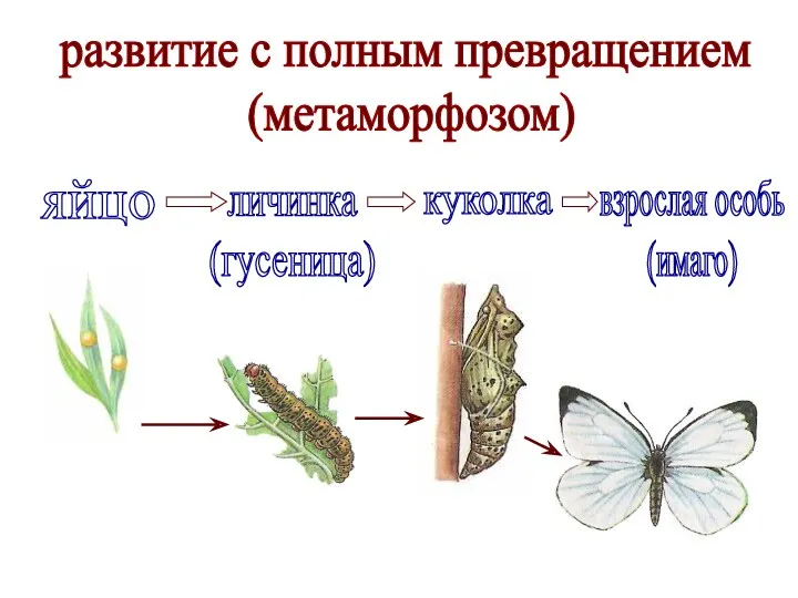 развитие с полным превращением (метаморфозом) яйцо личинка (гусеница) куколка взрослая особь (имаго)