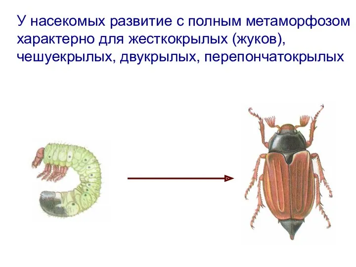 У насекомых развитие с полным метаморфозом характерно для жесткокрылых (жуков), чешуекрылых, двукрылых, перепончатокрылых