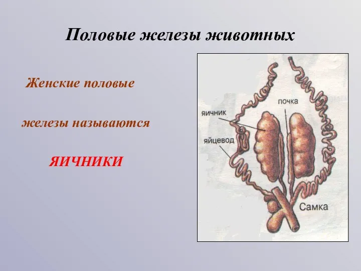 Женские половые железы называются ЯИЧНИКИ Половые железы животных