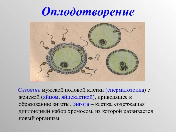 Оплодотворение Слияние мужской половой клетки (сперматозоида) с женской (яйцом, яйцеклеткой),