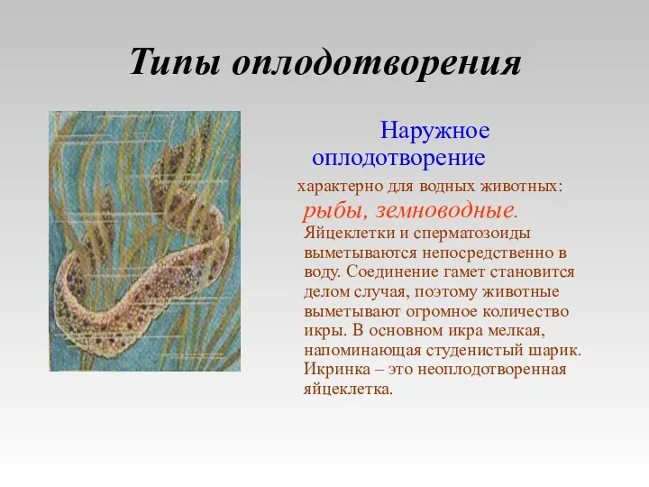 Типы оплодотворения Наружное оплодотворение характерно для водных животных: рыбы, земноводные.