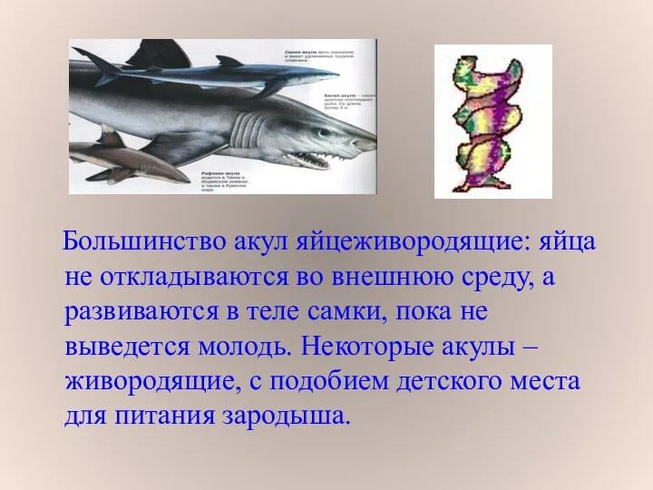 Большинство акул яйцеживородящие: яйца не откладываются во внешнюю среду, а развиваются в теле