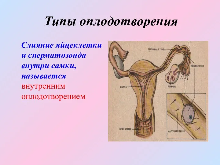 Типы оплодотворения Слияние яйцеклетки и сперматозоида внутри самки, называется внутренним оплодотворением