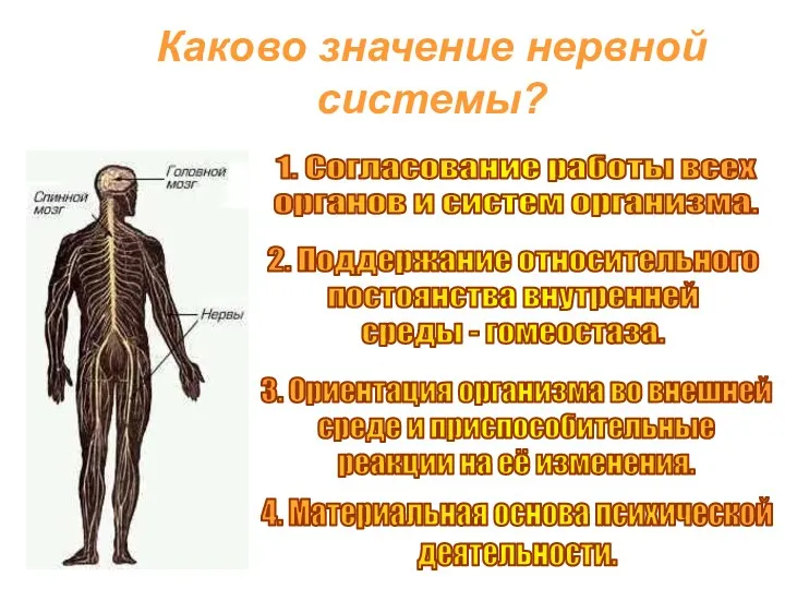 Каково значение нервной системы? 1. Согласование работы всех органов и