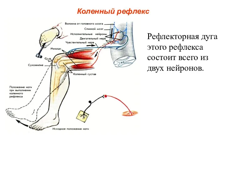 Коленный рефлекс Рефлекторная дуга этого рефлекса состоит всего из двух нейронов.