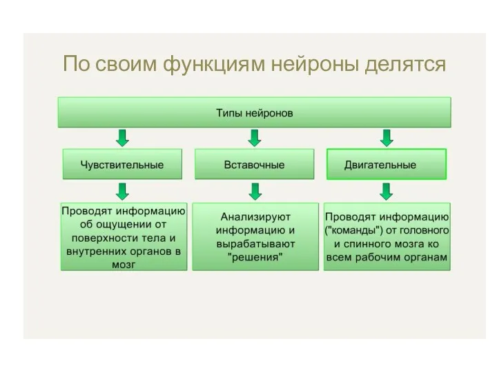 По своим функциям нейроны делятся