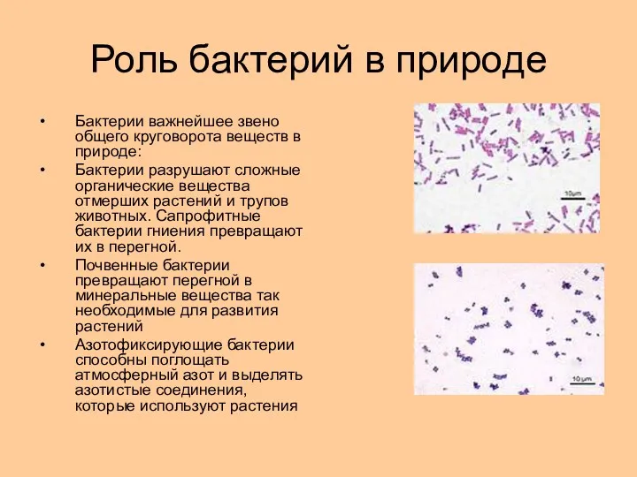 Роль бактерий в природе Бактерии важнейшее звено общего круговорота веществ