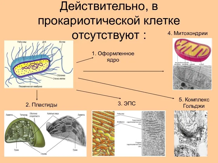 Действительно, в прокариотической клетке отсутствуют : 1. Оформленное ядро 2.