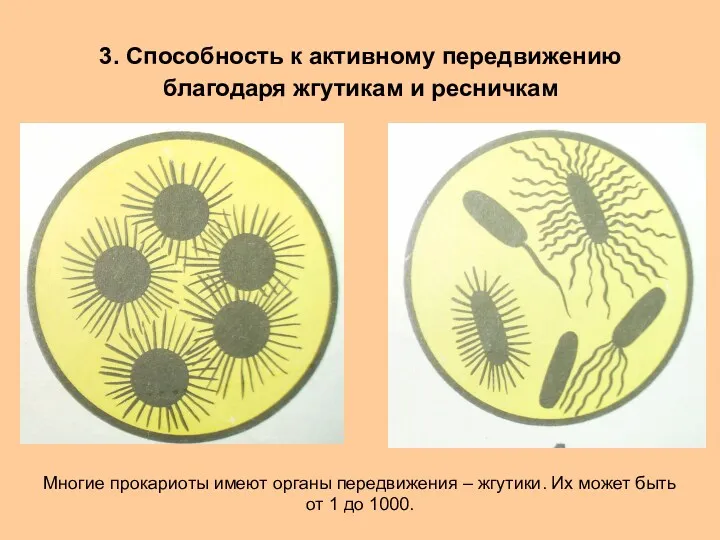 3. Способность к активному передвижению благодаря жгутикам и ресничкам Многие