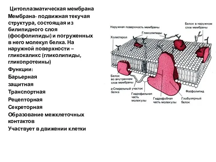 Цитоплазматическая мембрана Мембрана- подвижная текучая структура, состоящая из билипидного слоя