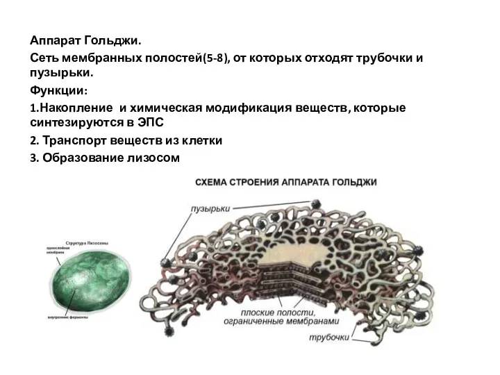 Аппарат Гольджи. Сеть мембранных полостей(5-8), от которых отходят трубочки и