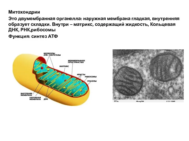 Митохондрии Это двумембранная органелла: наружная мембрана гладкая, внутренняя образует складки.