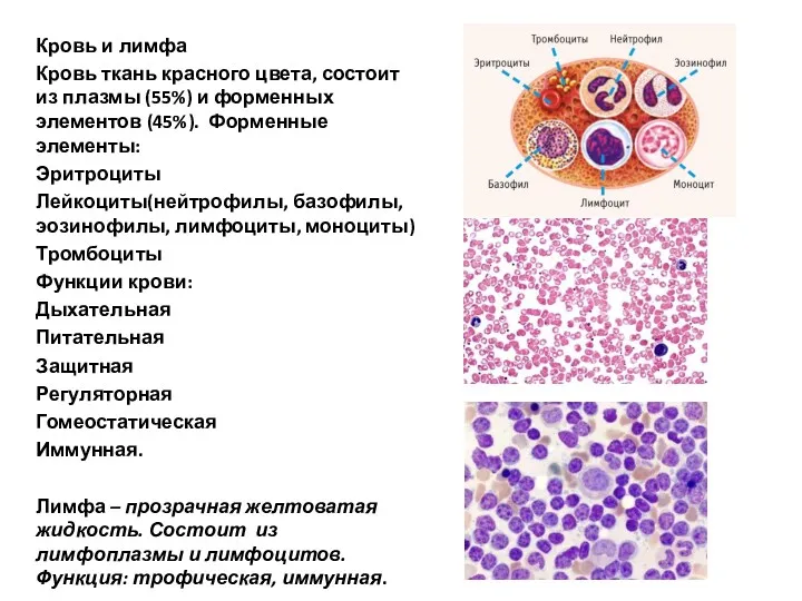 Кровь и лимфа Кровь ткань красного цвета, состоит из плазмы