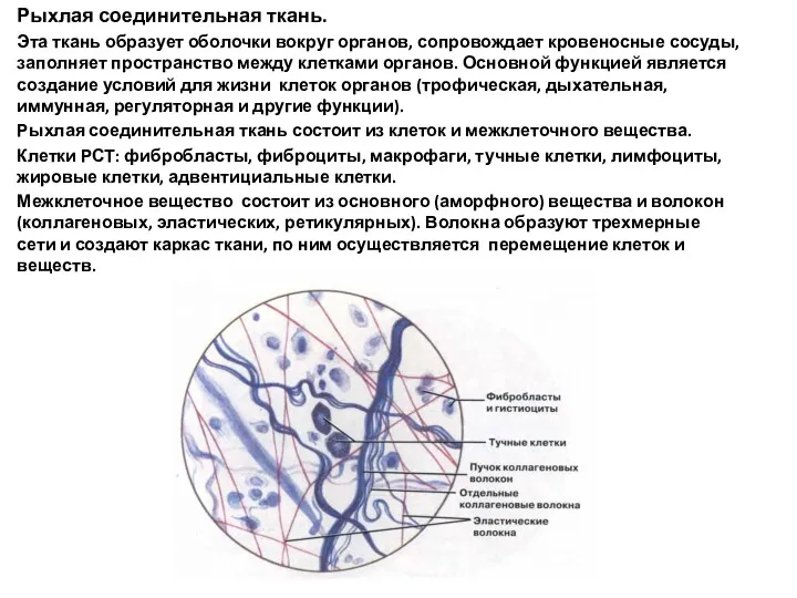 Рыхлая соединительная ткань. Эта ткань образует оболочки вокруг органов, сопровождает