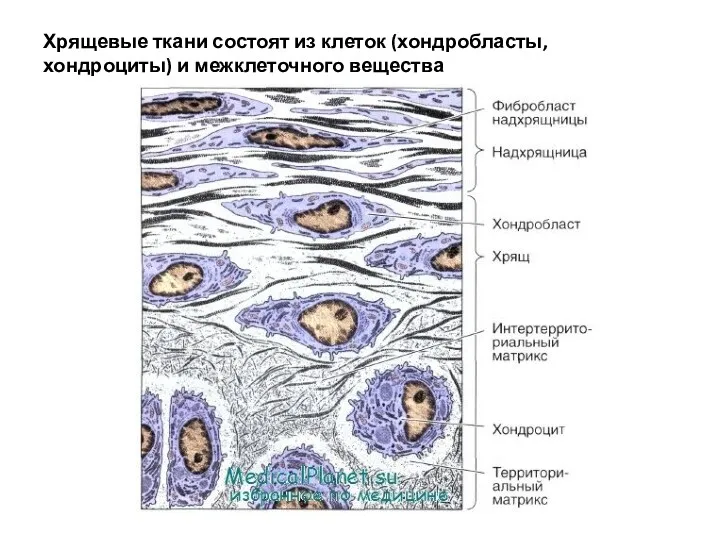 Хрящевые ткани состоят из клеток (хондробласты, хондроциты) и межклеточного вещества