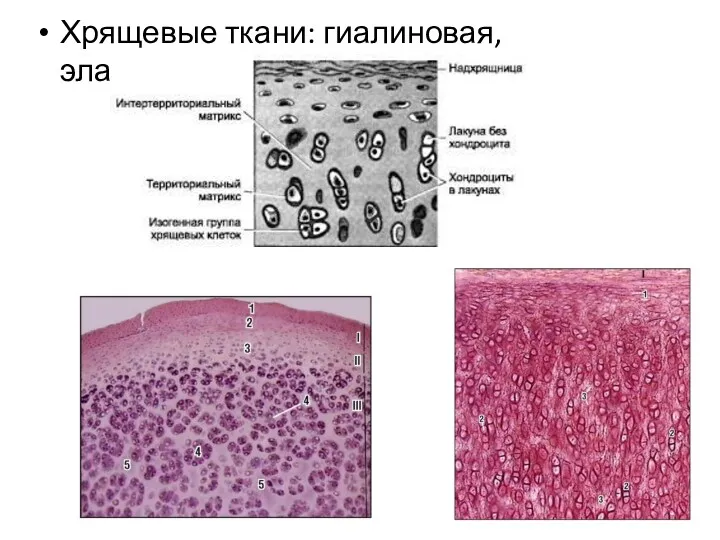 Хрящевые ткани: гиалиновая, эластическая.