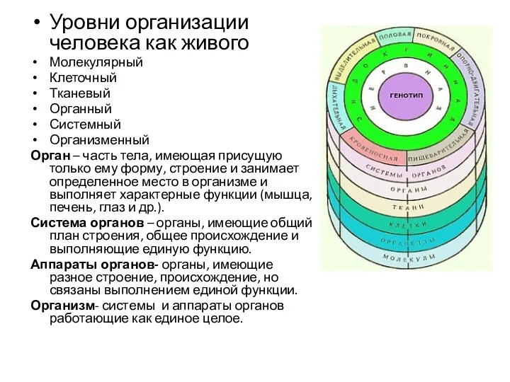 Уровни организации человека как живого Молекулярный Клеточный Тканевый Органный Системный