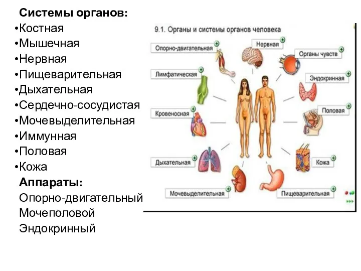 Системы органов: Костная Мышечная Нервная Пищеварительная Дыхательная Сердечно-сосудистая Мочевыделительная Иммунная Половая Кожа Аппараты: Опорно-двигательный Мочеполовой Эндокринный