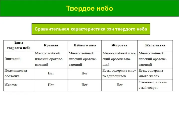 Твердое небо Сравнительная характеристика зон твердого неба