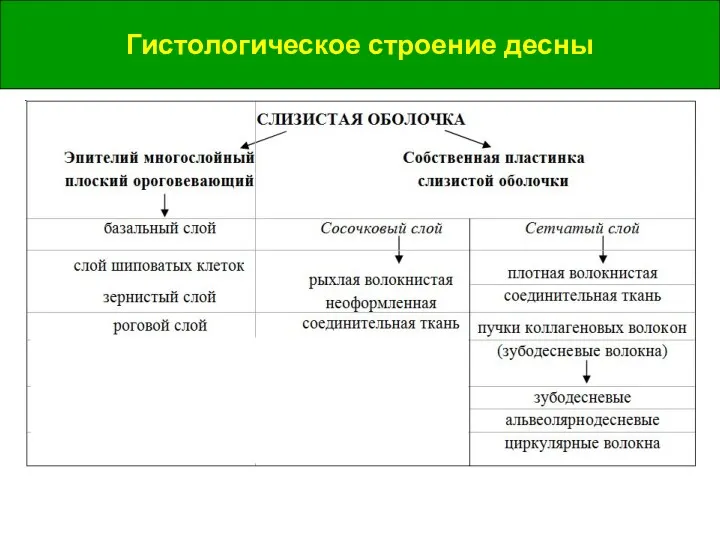 Гистологическое строение десны Гистологическое строение десны