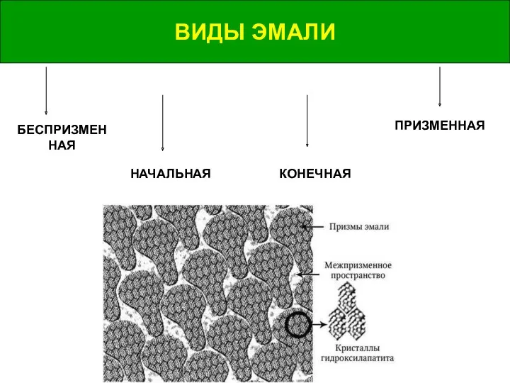 ВИДЫ ЭМАЛИ ВИДЫ ЭМАЛИ БЕСПРИЗМЕННАЯ ПРИЗМЕННАЯ НАЧАЛЬНАЯ КОНЕЧНАЯ