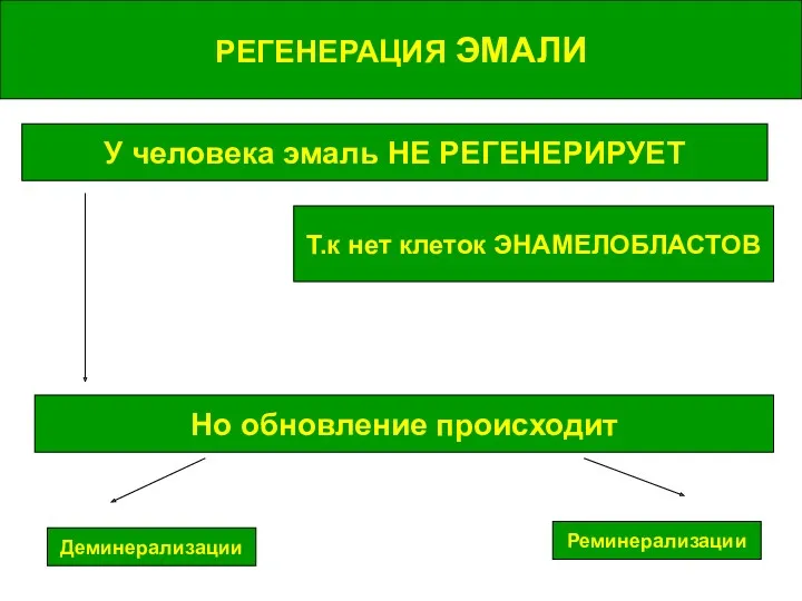 РЕГЕНЕРАЦИЯ ЭМАЛИ РЕГЕНЕРАЦИЯ ЭМАЛИ У человека эмаль НЕ РЕГЕНЕРИРУЕТ Т.к