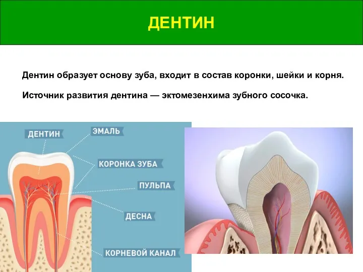 ДЕНТИН ДЕНТИН Дентин образует основу зуба, входит в состав коронки,