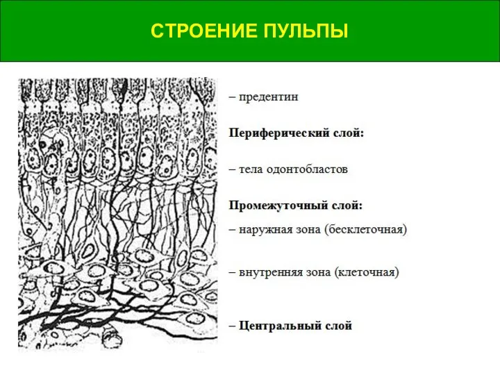 СТРОЕНИЕ ПУЛЬПЫ СТРОЕНИЕ ПУЛЬПЫ