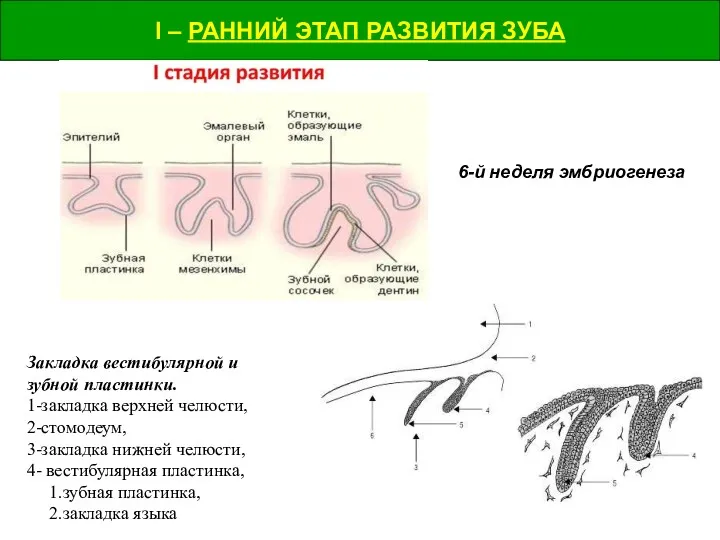 I – РАННИЙ ЭТАП РАЗВИТИЯ ЗУБА I – РАННИЙ ЭТАП