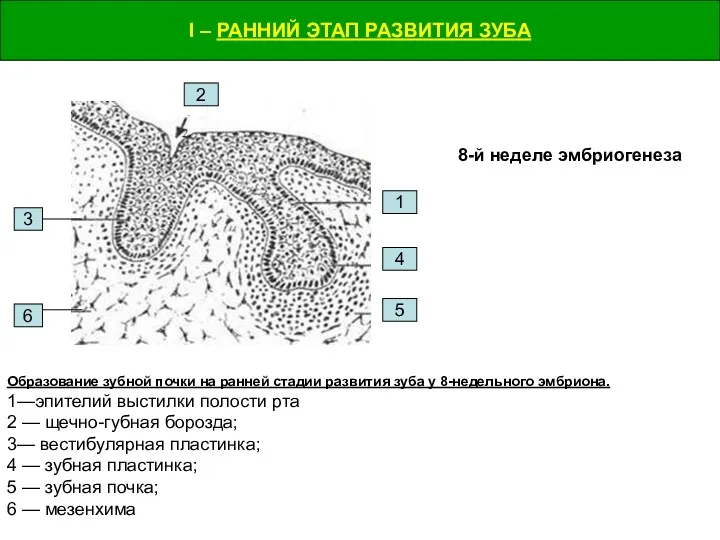 I – РАННИЙ ЭТАП РАЗВИТИЯ ЗУБА I – РАННИЙ ЭТАП