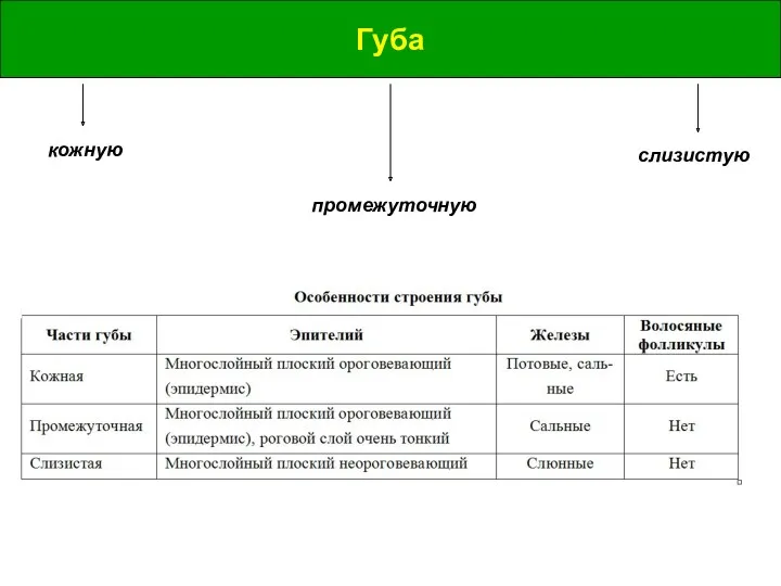 Губа Губа кожную промежуточную слизистую