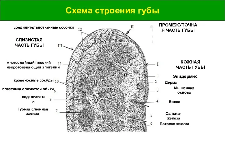 Схема строения губы Схема строения губы КОЖНАЯ ЧАСТЬ ГУБЫ ПРОМЕЖУТОЧНАЯ