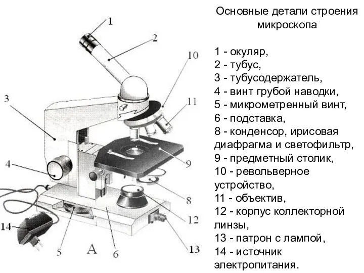 Основные детали строения микроскопа 1 - окуляр, 2 - тубус, 3 - тубусодержатель,