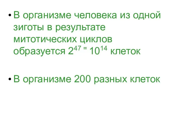 В организме человека из одной зиготы в результате митотических циклов