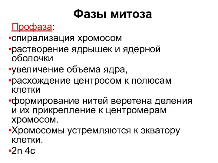 Фазы митоза Профаза: спирализация хромосом растворение ядрышек и ядерной оболочки